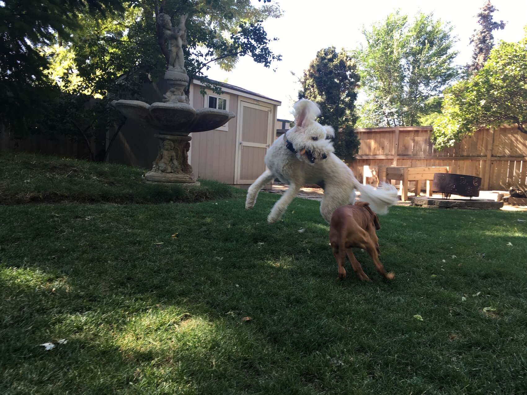 Dog Daycare & Training Dog Retreat Center